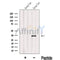 Western blot analysis of extracts from Human liver tissue, using IYD Antibody. The lane on the left was treated with blocking peptide.