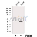 Western blot analysis of extracts from HepG2 cells, using KCNAB2 Antibody. The lane on the left was treated with blocking peptide.