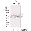 Western blot analysis of extracts from PC-3 cells, using KLF6 Antibody. The lane on the left was treated with blocking peptide.