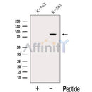 LPO Antibody