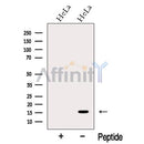 Western blot analysis of extracts from HeLa cells, using MMS2 Antibody. The lane on the left was treated with blocking peptide.