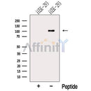 Western blot analysis of extracts from HEK-293 cells, using MTHFD1 Antibody. The lane on the left was treated with blocking peptide.
