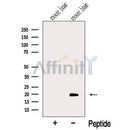 Western blot analysis of extracts from Mouse brain tissue, using MTP18 Antibody. The lane on the left was treated with blocking peptide.