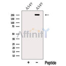 Western blot analysis of extracts from A549 cells, using Myoferlin Antibody. The lane on the left was treated with blocking peptide.