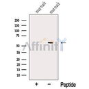 Western blot analysis of extracts from Mouse muscle tissue, using MYOT Antibody. The lane on the left was treated with blocking peptide.