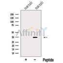 Western blot analysis of extracts from Mouse muscle tissue, using MYOZ1 Antibody. The lane on the left was treated with blocking peptide.