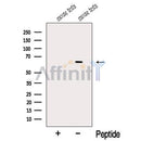 Western blot analysis of extracts from Mouse testis tissue, using NDOR1 Antibody. The lane on the left was treated with blocking peptide.