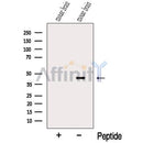 Western blot analysis of extracts from Mouse brain tissue, using NECAB2 Antibody. The lane on the left was treated with blocking peptide.