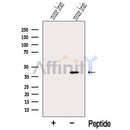 Western blot analysis of extracts from Mouse brain tissue, using NECAP1 Antibody. The lane on the left was treated with blocking peptide.