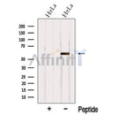 Western blot analysis of extracts from HeLa cells, using NELF-A Antibody. The lane on the left was treated with blocking peptide.