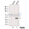 Western blot analysis of extracts from Mouse brain tissue, using NUS1 Antibody. The lane on the left was treated with blocking peptide.