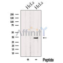 Western blot analysis of extracts from HeLa cells, using OBFC2B Antibody. The lane on the left was treated with blocking peptide.