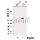 Western blot analysis of extracts from HEK-293 cells, using ODF2L Antibody. The lane on the left was treated with blocking peptide.