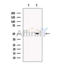 TGN46 Antibody -DF13213