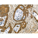 Collagen X Antibody -DF13214