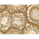 SC35 Antibody -DF13219