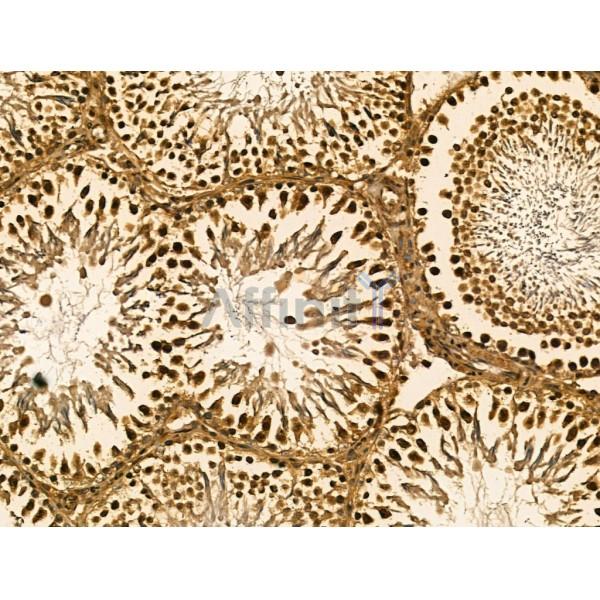 SC35 Antibody -DF13219