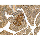 DLL4 Antibody -DF13221