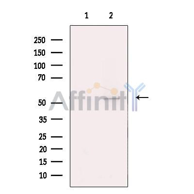Citrate synthetase Antibody -DF13222