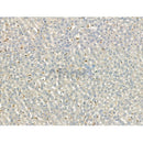 C3 Antibody -DF13224