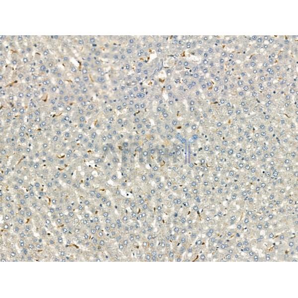 C3 Antibody -DF13224