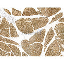 Elastase Antibody -DF13226