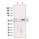 CoREST Antibody -DF13230