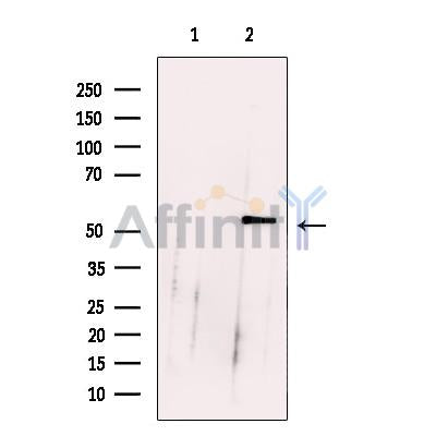 CoREST Antibody -DF13230