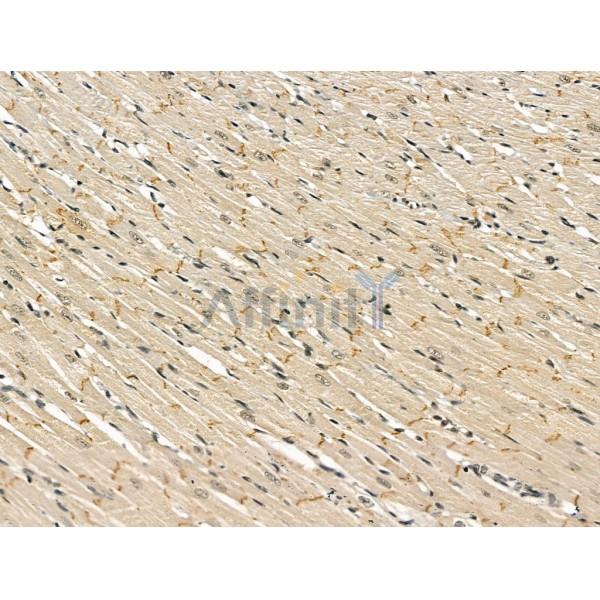 Methyltransferase like 5 Antibody -DF13232