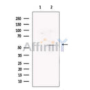 FOXG1 Antibody -DF13235