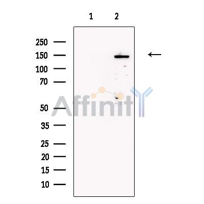 Tenascin-N Antibody -DF13237