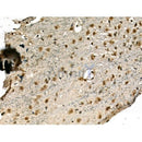 SA1 Antibody -DF13245