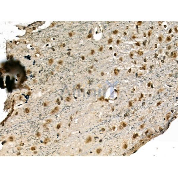 SA1 Antibody -DF13245