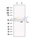 Cyclophilin 40 Antibody -DF13246