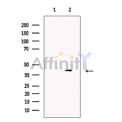 Cyclophilin 40 Antibody -DF13246