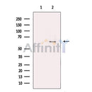 RPE65 Antibody -DF13248