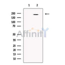 MDC1 Antibody -DF13250