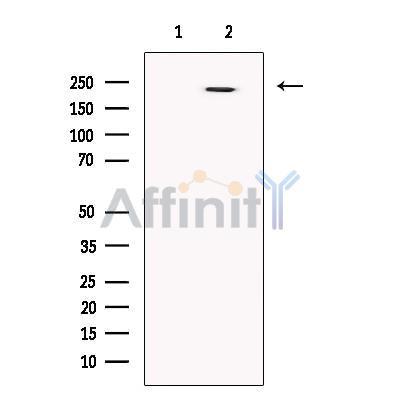 MDC1 Antibody -DF13250