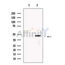 LOX Antibody -DF13251