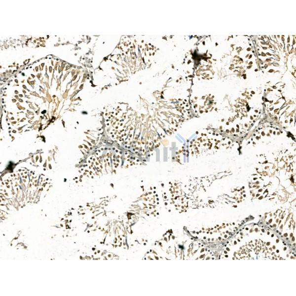 cbx7 Antibody -DF13257