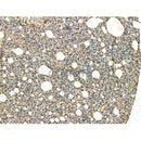 Proteasome 20S LMP7 Antibody -DF13259