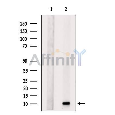 FCER1G Antibody -DF13263
