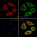 Chromogranin C Antibody -DF13266