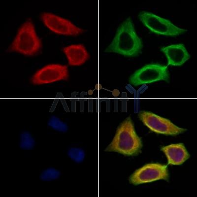 Chromogranin C Antibody -DF13266