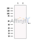 VPS26 Antibody -DF13267