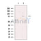 ADAMTS5 Antibody -DF13268