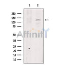 TRPA1 Antibody -DF13269