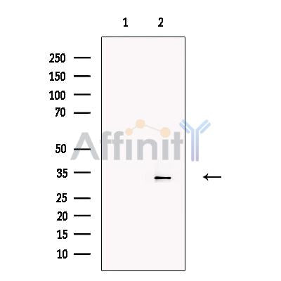 PU.1/Spi1 Antibody -DF13270