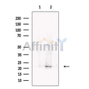 Casein Antibody -DF13271