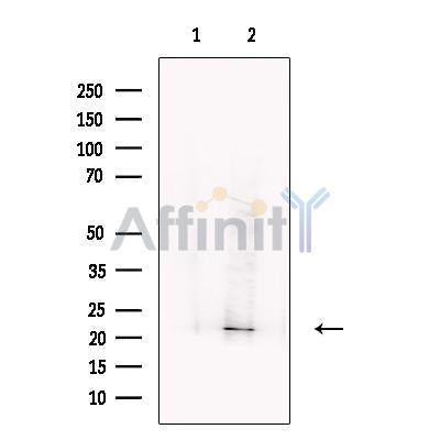 Casein Antibody -DF13271